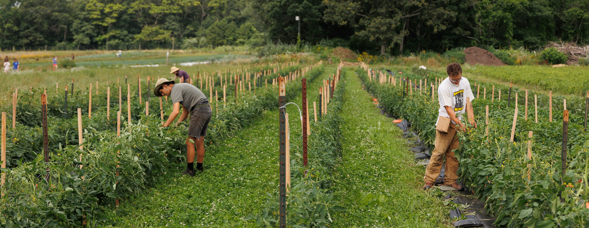 Regenerative Farm Tour - June 16th